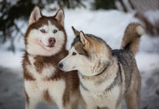 Obrázek z Pohlednice 3D 16cm  - husky 